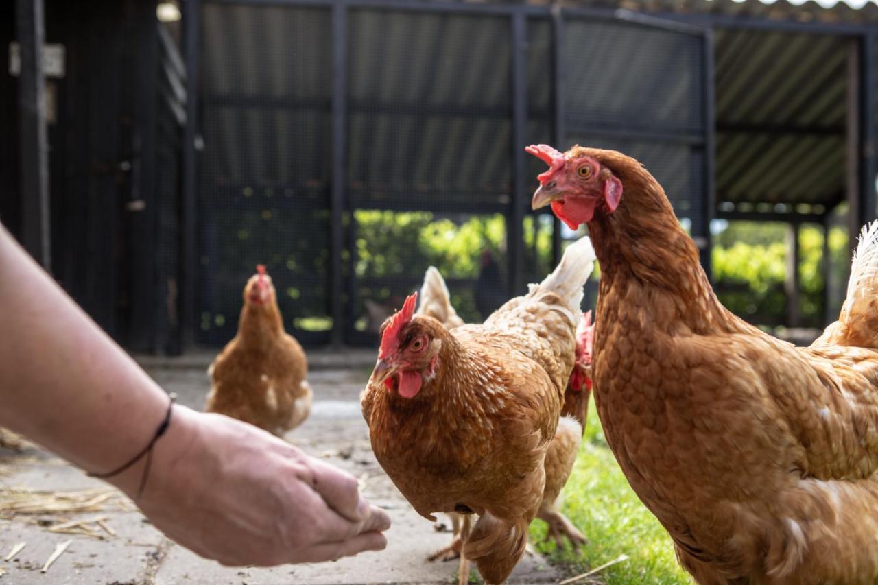 Natuur Lodge Blesdijke エクステリア 写真